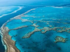 Un uomo muore dopo l’attacco di uno squalo nella Grande Barriera Corallina australiana