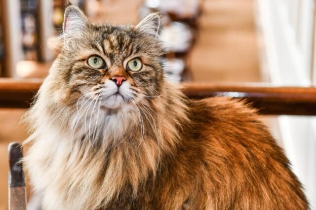 Cara Abby: mio marito si rifiuta di lasciarmi prendere un nuovo gatto
