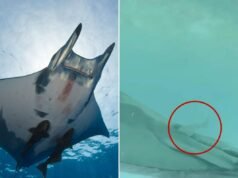 “Proprio così strano”: il pesce succhiatore ha osservato nuotare nelle estremità posteriori delle mante, potrebbe impedire la defecazione e il sesso