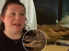 Due alligatori ripresi in un video mentre litigavano sulla veranda della madre della Florida, a pochi passi dal bambino che dormiva all’interno