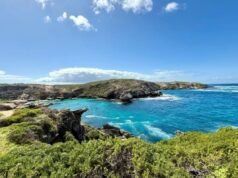Nuotatore ucciso nell’attacco di uno squalo al largo della costa australiana