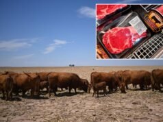 Ecco perché i prezzi della carne bovina sono così alti in vista della stagione estiva dei barbecue e perché potrebbero volerci anni per vedere un sollievo