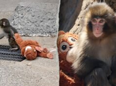 Turisti americani arrestati in Giappone dopo presunta irruzione nel recinto della scimmia virale Punch