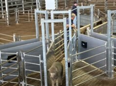 Il nuovo aumento delle tariffe di vendita sembra un duro colpo per i produttori di pecore WA