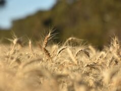 L’orrore del grano negli Stati Uniti vede l’USDA segnalare il raccolto più basso degli ultimi 50 anni mentre le scorte si riducono