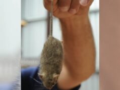 APVMA rilascia un permesso di emergenza per un’esca per topi più forte: cosa devi sapere