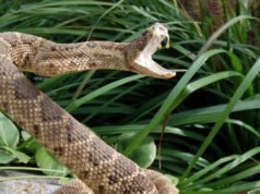 La contea della California emette un avviso dopo che la settima persona è stata morsa da un serpente a sonagli