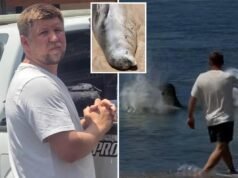 Un locale delle Hawaii ha acclamato un eroe per aver picchiato un turista ripreso in un video virale mentre lanciava pietre contro l’amata foca “Lani”