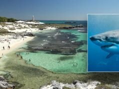 L’uomo muore dopo l’attacco di un grande squalo bianco di 13 piedi vicino a una famosa località dell’isola: funzionari
