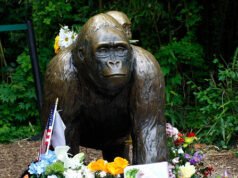 La Casa Bianca onora la “leggenda” Harambe il gorilla: “vero patriota”