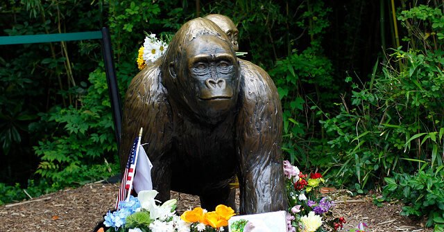 statue-gorilla-Cincinnati-Zoo-harambe-getty-640x335.jpg