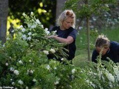 I preparativi per l’intimo matrimonio reale di Peter Phillips e Harriet Sperling sono in pieno svolgimento mentre camion pieni di fiori bianchi arrivano alla chiesa di Cotswolds