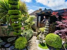 Diventando giapponese! Un uomo spende 20.000 sterline per trasformare il suo cortile in uno splendido giardino orientale completo di drago d’acqua, spazio Zen del monaco e alberi bonsai perfetti