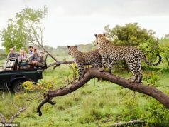 Un turista viene ucciso a colpi di arma da fuoco alla fine del tour safari in Sud Africa quando la pistola della guida spara accidentalmente