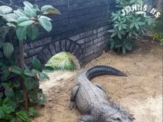 Ragazzo, tre anni, viene gettato nel recinto dei coccodrilli allo zoo di Cambridge: uomo, 30 anni, “sconosciuto a lui” arrestato con l’accusa di tentato omicidio