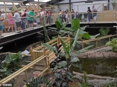 All’interno dell’orrore dello zoo del Cambridgeshire: un lamento penetrante che nessuno dimenticherà mai e l’intrepida nonna che saltò nella fossa dei coccodrilli per portare in salvo il bambino