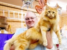 Felino fortunato! La star della mostra felina Logan fa una GRANDE impressione all’evento annuale
