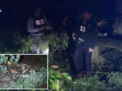Uomo di 85 anni ucciso dalla caduta di un albero in uno strano incidente al parco di New York: poliziotti