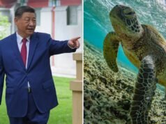 Le bizzarre affermazioni di tartarughe spia segrete mandano la Cina nel panico