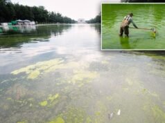 Le cattive alghe verdi ritornano nella piscina riflettente della DC dopo il bagliore da 14 milioni di dollari di Trump