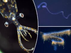 Scoperte dozzine di nuove creature ultraterrene degli abissi marini, tra cui meduse luminose e un calamaro “di vetro”