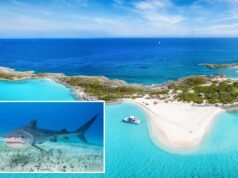 Ragazzo americano, 12 anni, attaccato da uno squalo mentre nuotava in un resort alle Bahamas