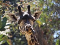 Lo zoo di Los Angeles vede i visitatori scomparire mentre la città resiste al cambiamento critico che lo salverebbe. Posso aggiungerlo anch’io, mi piace