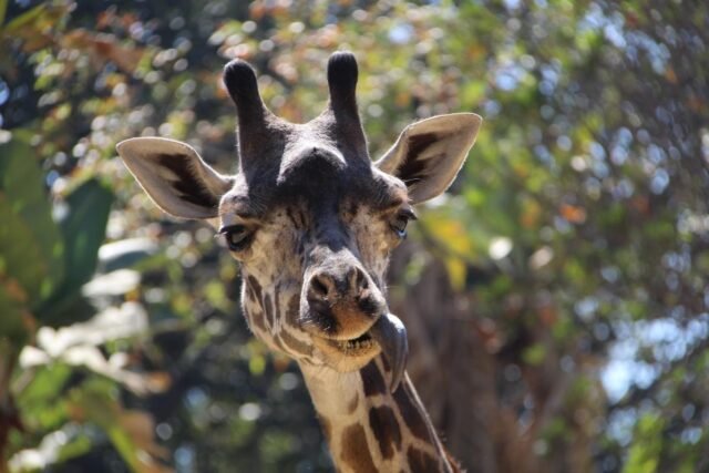 2025-09-19T182511Z_765979151_MT1USATODAY27117889_RTRMADP_3_A-FRIENDLY-GIRAFFE-AT-THE-LOS-ANGELES-ZOO.jpg