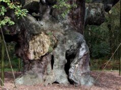 Quercia antica legata a Robin Hood amata da morire