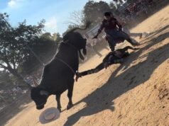 Toro, 25 anni, ricoverato in ospedale dopo essere stato calpestato da un bovino durante un rodeo a New York: video selvaggio