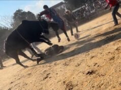 Il rodeo del Bronx in cui il cavaliere è stato scagliato dal toro e calpestato non aveva il permesso: rapporto