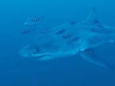 I subacquei catturano rari filmati “folli” di un grande squalo bianco nel Mediterraneo