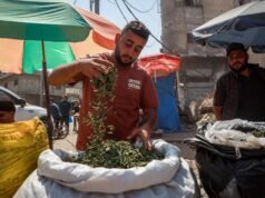 Sigarette Molokhia: l’alternativa tossica al tabacco di Gaza