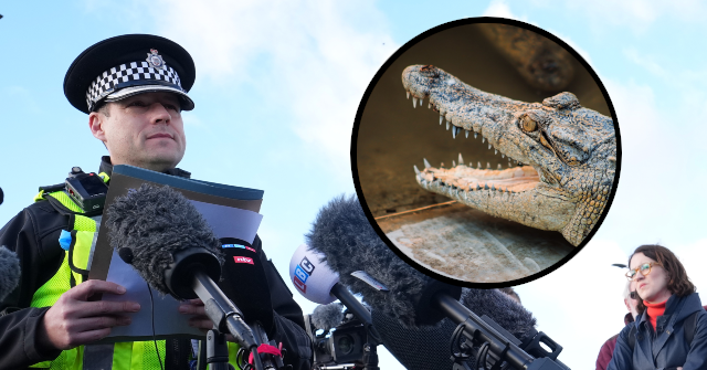 AP25306389706174-Crocodile-640x335.png