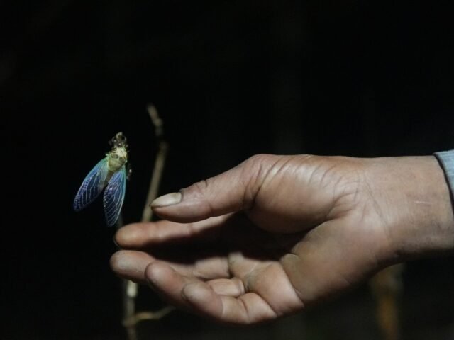 Eddie-catching-young-cicada-1780481638.jpg