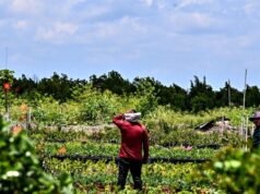 La presidenza GOP Ag prevede l’espansione della pipeline dei visti per i lavoratori stranieri alle aziende agricole statunitensi