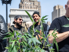 Regole SCOTUS contro il divieto di possesso di armi per i consumatori di marijuana