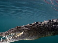 VIDEO — ‘Orribile’: coccodrillo trascina un uomo in mare e lo uccide in un resort messicano