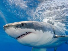Il pescatore cattura e libera il grande squalo bianco a mani nude