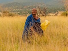 Le donne Masai trasformano la siccità in reddito attraverso la coltivazione di foraggio in Tanzania