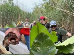 Il famelico “Frankenfish” che può vivere fuori dall’acqua trovato per la prima volta a Long Island