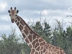 GUARDA – Texas: una giraffa scomparsa trovata “grassa e felice” dopo aver vagato per due settimane in Hill Country