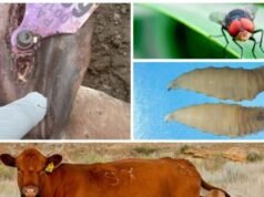 Verme carnivoro trovato in Texas, vitello infetto rilevato vicino al confine