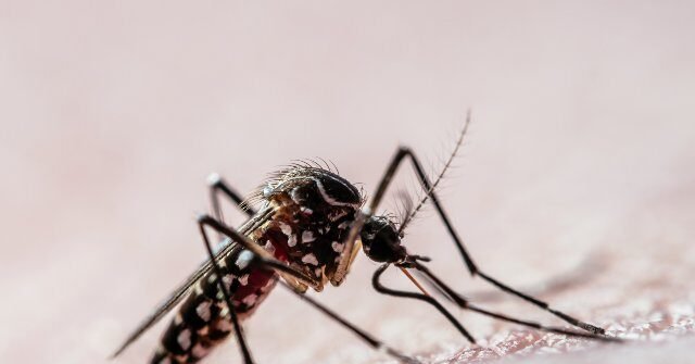 Mosquito-sucking-blood-640x335.jpg
