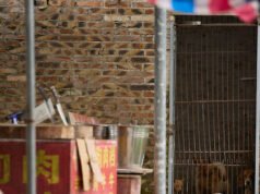 Il raccapricciante festival cinese della carne di cane di Yulin inizia con vendite lente ma migliaia di persone macellate