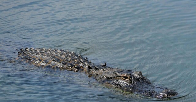 alligator-640x335.jpeg