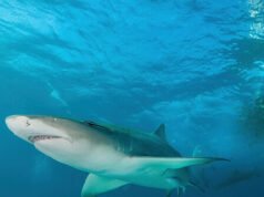 Squalo trafigge a morte un pescatore con la lancia in Australia