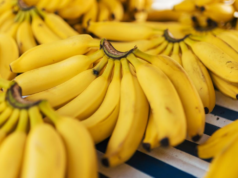 Gli agricoltori del MP si rallegrano quando la banana Burhanpur riceve il prestigioso marchio IG