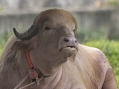 Il bufalo albino soprannominato “Donald Trump” diventa scalpore nazionale allo zoo del Bangladesh per i suoi capelli biondi