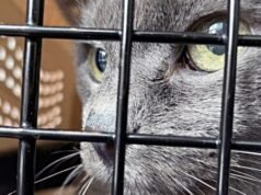 La polizia salva centinaia di gatti dall’essere mangiati in Vietnam con il busto di un importante gruppo di furti di animali